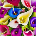 100+ Calla Lily Seeds: Easy Perennial Flowers in a Beautiful Color Mix