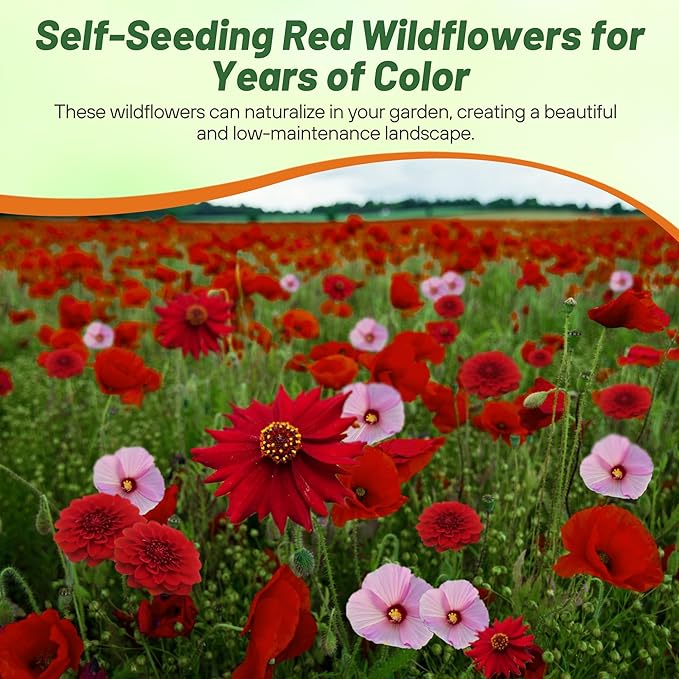 Outsidepride Red Color Shades Mix Wildflower Seeds - 10000 Pcs Annual Easy to Grow, Low Maintenance, Self-Seeding Flower Seeds w/Vibrant Blooms for Pollinator-Friendly Gardens, Containers & Borders