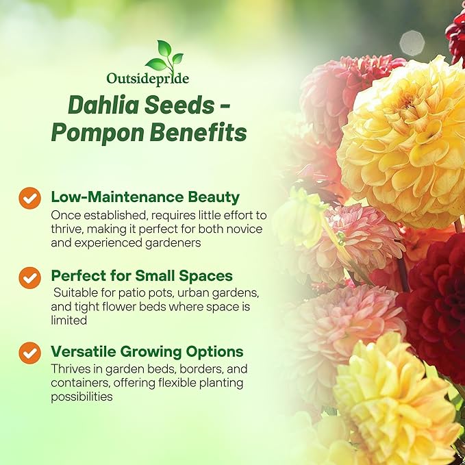 Outsidepride Pompon Dahlia Seeds for Planting - 1000 Pcs Annual, Easy to Grow, Season-Long Flower Seeds with Colorful Blooms for Containers, Pots, Borders, & Gardens, Suitable as Cut Flower