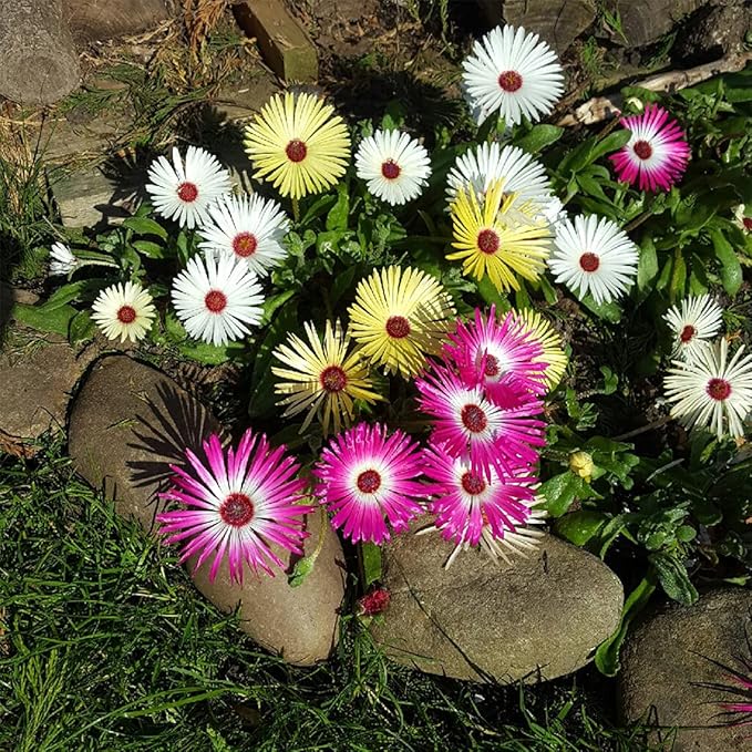 1000 X Mixed Lampranthus Spectabilis Seeds for Planting Easy to Grow Home Gardens Multicolor Wildflower Seeds Grow Coloured Garden Flowers Plants