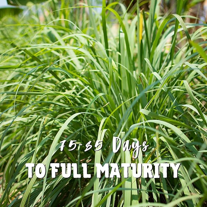 Lemon Grass Seeds - 0.25 Oz - Non-GMO, Heirloom Culinary Herb Garden Seeds - Cymbopogon flexuosus