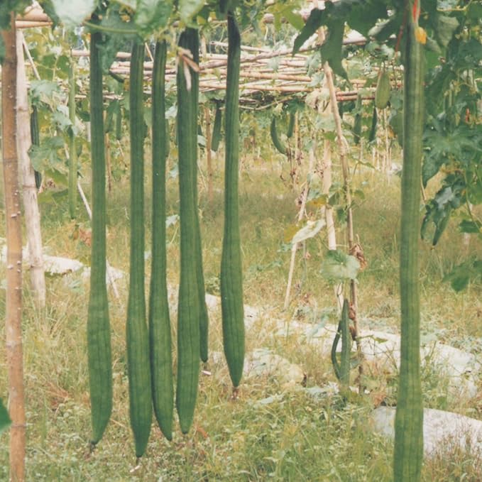 Gourd Seeds - Extra Long - 3 g Packet ~15 Seeds - Non-GMO, Heirloom - Vegetable Garden