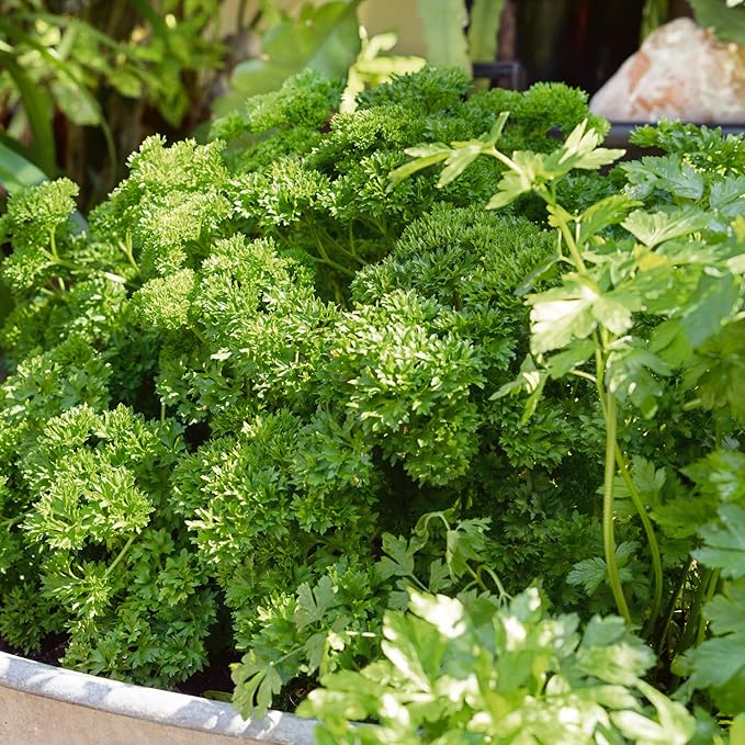 Garden Blend Parsley Seeds - 1 Lb ~288000 Seeds - Non-GMO - Growing Microgreens, Herb Garden - Petroselinum crispum