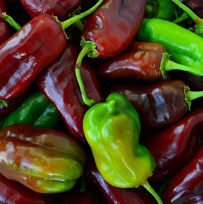 Sweet Chocolate Pepper - 25 Seeds - Heirloom & Open-Pollinated Variety, USA-Grown, Non-GMO Vegetable Seeds for Planting Outdoors in The Home Garden, Thresh Seed Company
