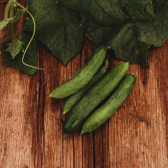 Beit Alpha Persian Cucumber - 25 Seeds - Heirloom Mini Cucumber Variety, Gynecious & Parthenocarpic Cucumber, Non-GMO, Heirloom Baby Cucumber Seeds for Planting in the Home Garden, Thresh Seed Company