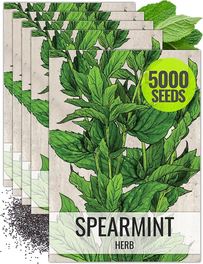 Seed Needs Mint Seeds for Planting Spearmint Herbs - Non-GMO Heirloom & Untreated Perennial Herb Seed to Plant a Home Grown Herb Garden Indoors or Outdoors (5 Packs)