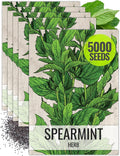 Seed Needs Mint Seeds for Planting Spearmint Herbs - Non-GMO Heirloom & Untreated Perennial Herb Seed to Plant a Home Grown Herb Garden Indoors or Outdoors (5 Packs)