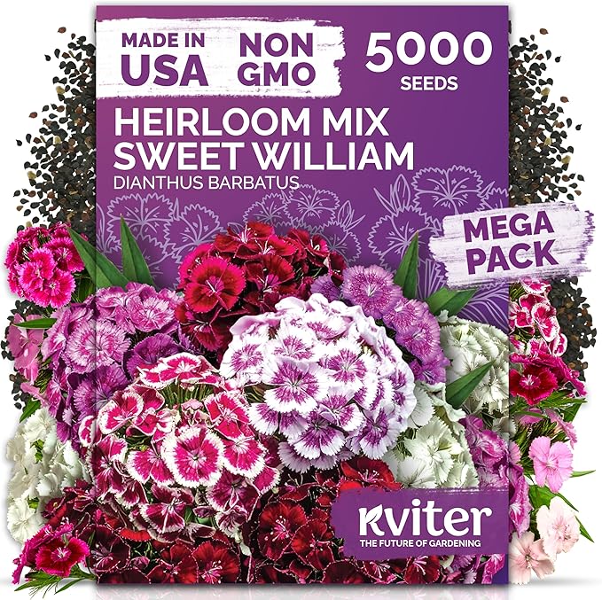 KVITER 5000 Mix Sweet William Seeds for Planting (Dianthus barbatus) – Organic & Heirloom Seed, Clove-Scented Blooms, Drought Tolerant – Perennial Flower Seeds to Plant Outside & Inside