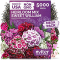 KVITER 5000 Mix Sweet William Seeds for Planting (Dianthus barbatus) – Organic & Heirloom Seed, Clove-Scented Blooms, Drought Tolerant – Perennial Flower Seeds to Plant Outside & Inside