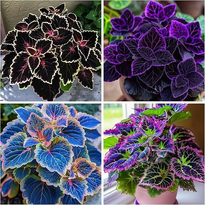 200+ Rainbow Coleus Seeds for Planting - Mix Coleus Seeds Non-GMO Heirloom Beautiful Flowers to Plant Indoors or Outdoors