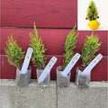 Lemony Christmas Tree. Lemon Cypress 'Goldcrest' (Cupressus Macrocarpa) - Vibrant Yellow-Green Foliage, Citrus Scent, Indoor/Outdoor (4 Cypress-Lemon sacs)