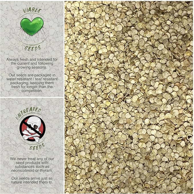 Seed Needs, Orange Scotch Bonnet Hot Pepper Seeds - 60 Heirloom Seeds for Planting Capsicum chinense - Non-GMO & Untreated to Grow an Outdoor Vegetable Garden (1 Pack)