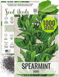 Seed Needs Mint Seeds for Planting Spearmint Herbs - Non-GMO Heirloom & Untreated Perennial Herb Seed to Plant a Home Grown Herb Garden Indoors or Outdoors (1 Pack)