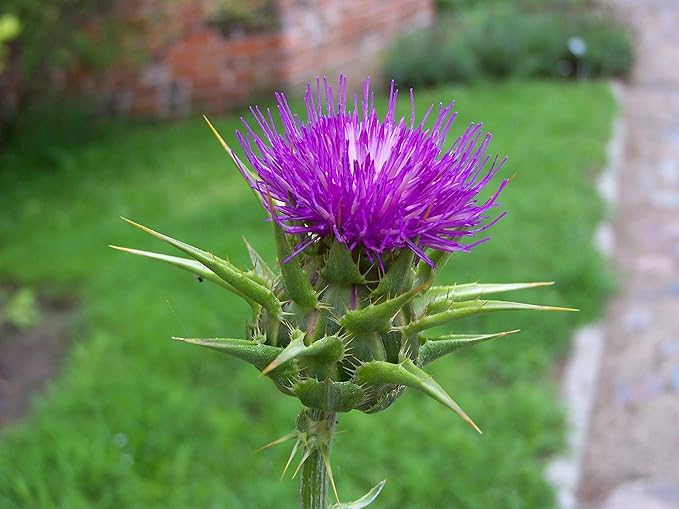 Milk Thistle Seeds – Annual/Biennial Herb (Silybum marianum) | Medicinal Plant, Pollinator-Friendly, Striking Spiny Foliage & Purple Blooms
