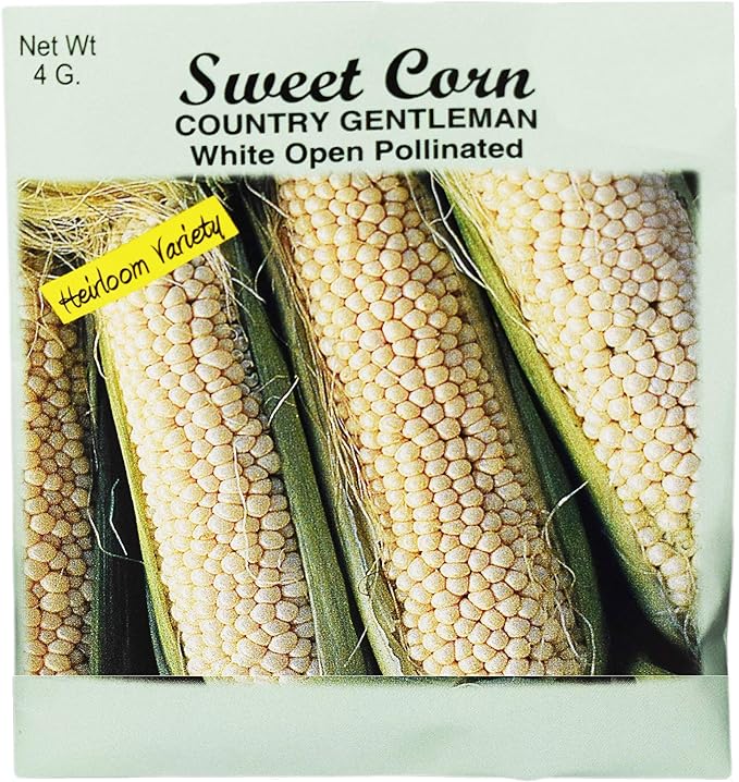 Set of 25 Sweet Corn Sweet Gentleman Vegetable Seed Packs - 100% GMO Free - Heirloom - Black Duck Brand (25, Sweet Corn- Country Gentleman)