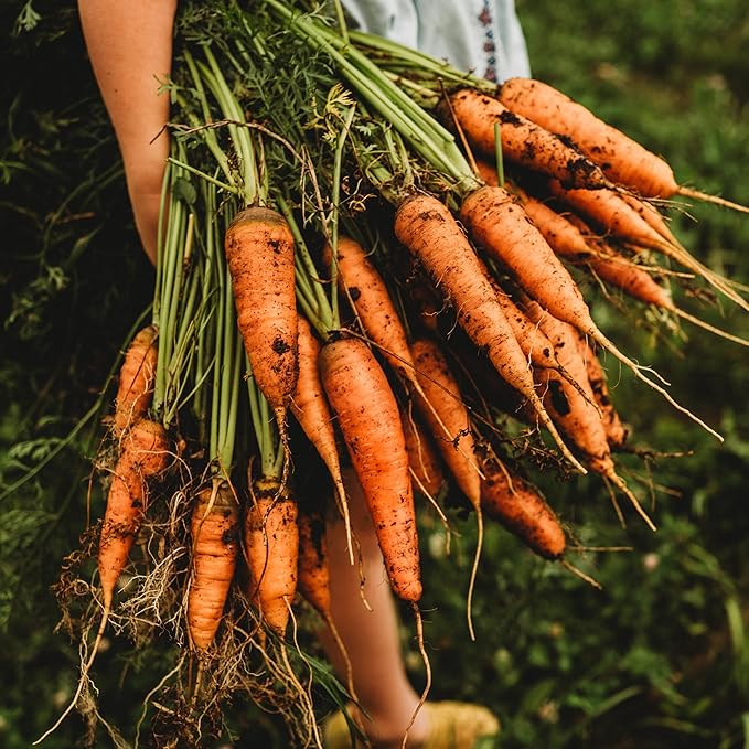 Chantenay Carrot - 150 Seeds - Heirloom & Open-Pollinated Variety, Non-GMO Vegetable Seeds for Planting Indoors or Outdoors in Containers or The Home Garden, Thresh Seed Company