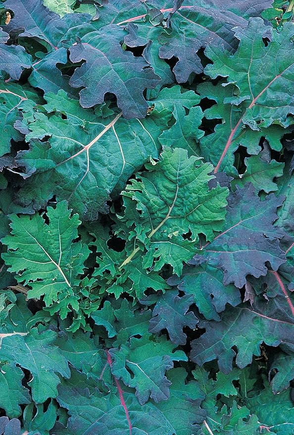 Burpee Red Russian Kale Seeds 500 seeds