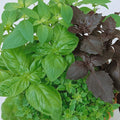 Culinary Blend Basil Seeds - 1 Oz ~19000 Seeds - Non-GMO - Growing Microgreens, Herb Garden - Ocimum basilicum