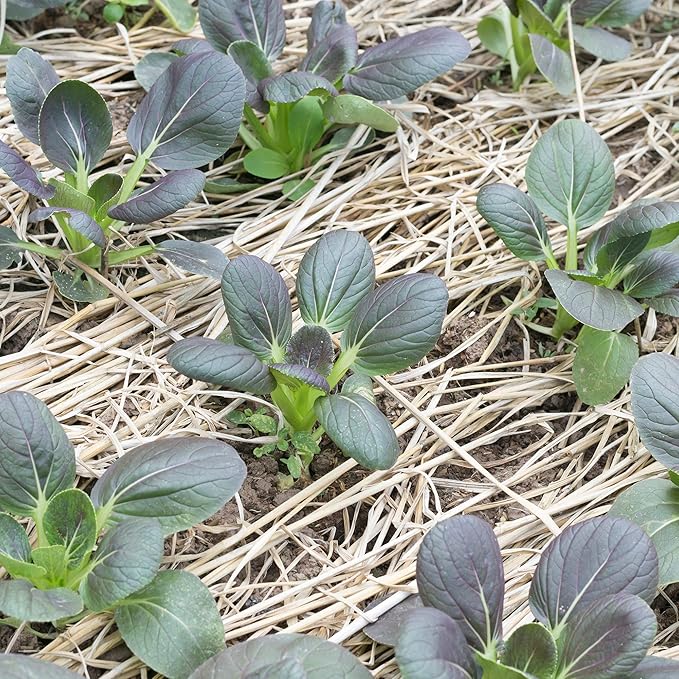 Red Tatsoi Mustard Seeds - 1 Lb - Herb & Vegetable Gardening, Micro Greens - Non-GMO, Open Pollinated - Brassica rapa Narinosa
