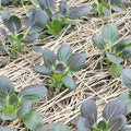 Red Tatsoi Mustard Seeds - 1 Lb - Herb & Vegetable Gardening, Micro Greens - Non-GMO, Open Pollinated - Brassica rapa Narinosa