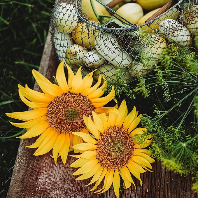 Peredovik Sunflower - 4oz Bulk (~1200 Seeds) - Pollinator-Friendly, Attracts Birds, Bees & Butterflies, Non-GMO Black Sunflower Seeds for Planting Outdoors in The Home Garden, Thresh Seed Company