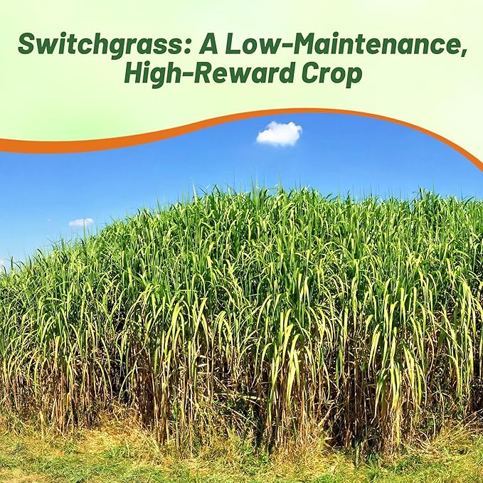 Outsidepride Switchgrass Seed - 10 lbs. Perennial Hardy, Drought & Flood Tolerant Native Grass Seed Ideal Fast-Growing Grasses for Erosion Control, Wildlife Forage & Food Plots, Thrives in Poor Soil