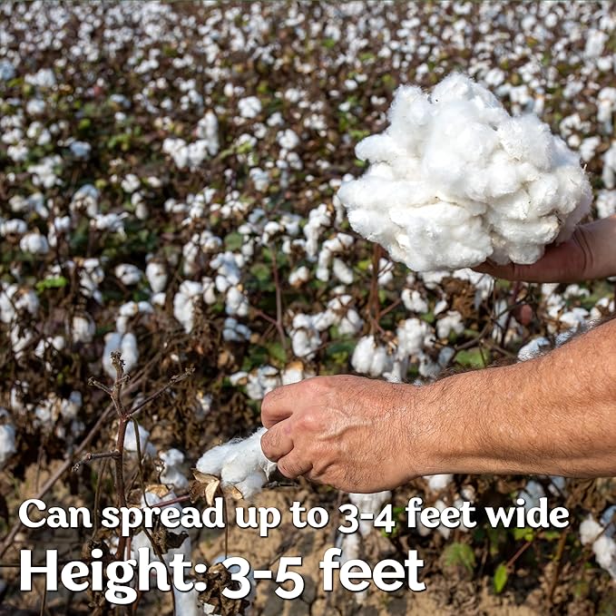 KVITER 25 White Cotton Seeds for Planting (Gossypium hirsutum) – Real Cotton Plant, Cottons Seeds for Growing, Heirloom & Non-GMO Cotton's Plant Seeds for Gardeners – Perfect for Ornamental or Fiber