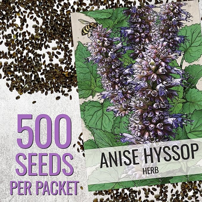 Seed Needs Anise Hyssop Seeds for Planting Agastache foeniculum - Non-GMO Heirloom & Untreated - Grow a Medicinal/Culinary Herb Garden for Tea & Essential Oils (2 Packs)