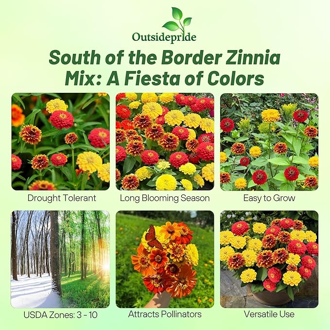 Outsidepride South of The Border Zinnia Seeds - 2000 Pcs Annual, Heat & Drought Tolerant Flower Seeds for Planting w/Vibrant Blooms for Pollinator Gardens & Floral Arrangements