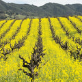 Mustard Cover Crop Seeds for Planting - 5 Lb Bulk ~1,000,000 Seeds - Farmer's Favorite Cover Crop Mix - Provides Great Coverage & Weed Control - Performs Well with Different Soil Types and Conditions