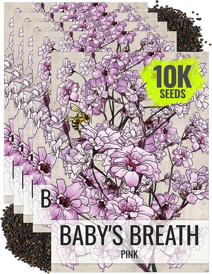 Seed Needs Pink Baby's Breath Seeds for Planting Rosy Pink Blooms - Heirloom & Open Pollinated Wildflowers to Attract Pollinators to a Butterfly Garden - Great for Cut Flowers (5 Packs)