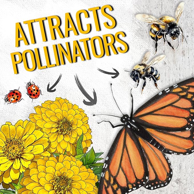 Seed Needs Zinnia Seeds for Planting Canary Bird Yellow Zinnias - Heirloom & Open Pollinated Annual Cut Flowers for a Butterfly Garden (2 Packs)