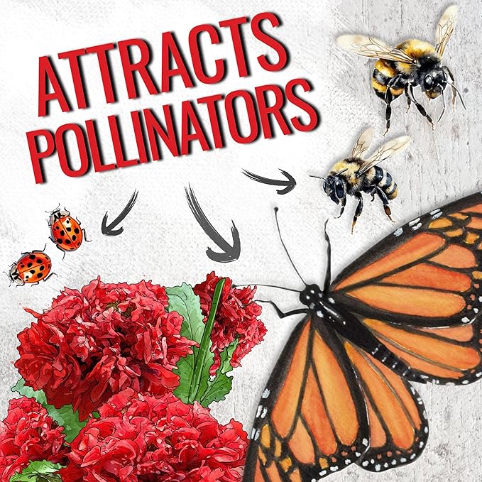 Seed Needs Scarlet Peony Poppy Seeds for Planting - Heirloom & Open Pollinated Annual Flowers - Red Ruffled Blooms to Attract Butterflies to the Garden (2 Packs)