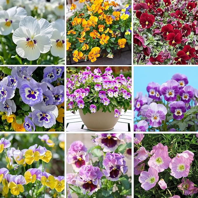 Pansy Seeds for Planting, 8000pcs Perennial Viola Tricolor Pansy Flower Seeds, Non-GMO Heirloom Home Garden Cold Hardy Rare Blooms Beauty Flowers Plants for Outdoors Indoors