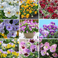 Pansy Seeds for Planting, 8000pcs Perennial Viola Tricolor Pansy Flower Seeds, Non-GMO Heirloom Home Garden Cold Hardy Rare Blooms Beauty Flowers Plants for Outdoors Indoors