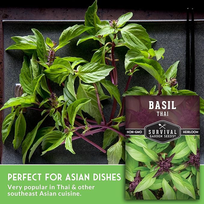 Survival Garden Seeds - Thai Basil Seed for Planting - 2 Packets with Instructions to Plant and Grow Asian Basil Indoors or Outdoors in Your Home Vegetable Garden - Non-GMO Heirloom Variety