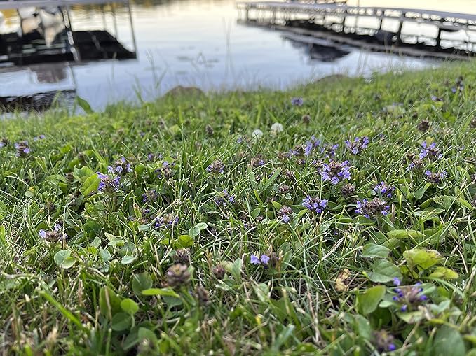 Flawn Seed Kits Bee Lawn Seed Kit, 250 SqFt, Dutch White Clover + Self-Heal + Creeping Thyme, Easy to Spread, Low Maintenance, Alternative Ground Cover, Shaker Tube