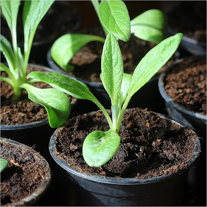 Seed Needs Artichoke Seeds for Planting Green Globe Artichokes - Non-GMO Heirloom & Untreated - Grow an Outdoor Home Grown Vegetable Garden for Fresh Produce (5 Packs)