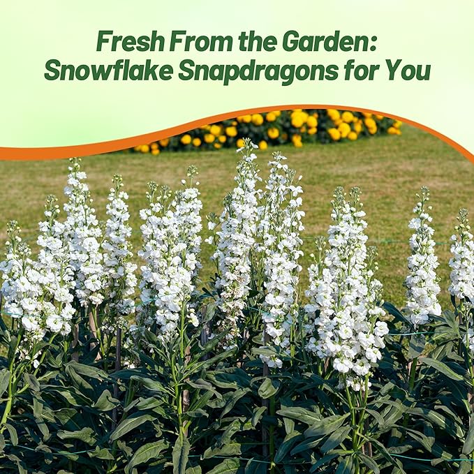 Outsidepride Snowflake Snapdragon Seeds - 10000 Pcs Annual Flower Seeds for Planting, Frost-Tolerant, Pollinator-Friendly Cool-Season Plant with Attractive Blooms for Cut Flower Arrangements
