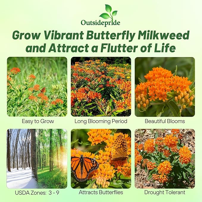 Outsidepride Butterfly Milkweed Seeds - 500 Pcs Perennial, Heat & Humid Tolerant, Pollinator-Friendly Wildflower Seeds, Ideal for Monarch Butterflies, Cut Flowers, Borders, or Meadows