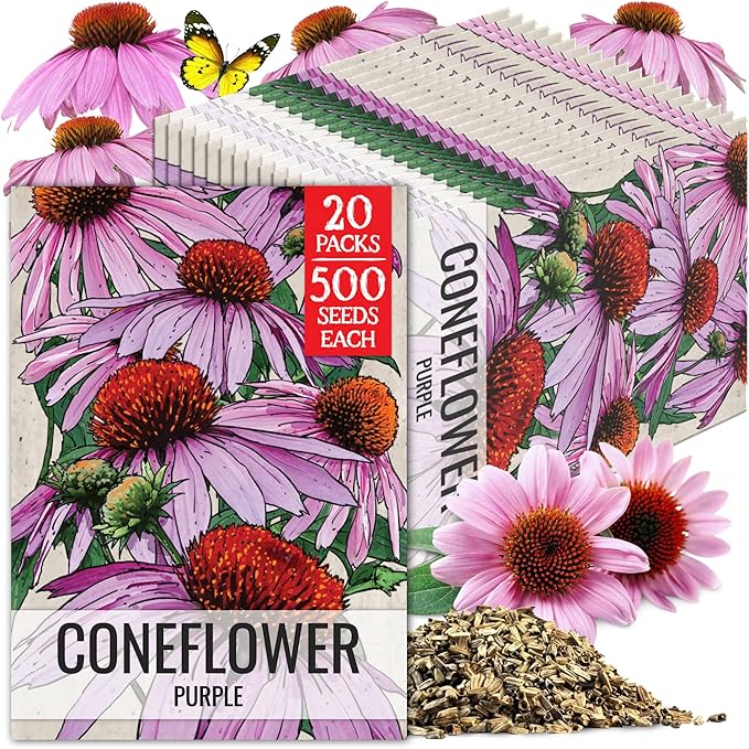 Seed Needs Coneflower Seeds for Planting Purple Echinacea Coneflowers - Heirloom & Open Pollinated Perennial Medicinal Flower - Perfect Wildflowers for a Butterfly Garden (20 Packs)