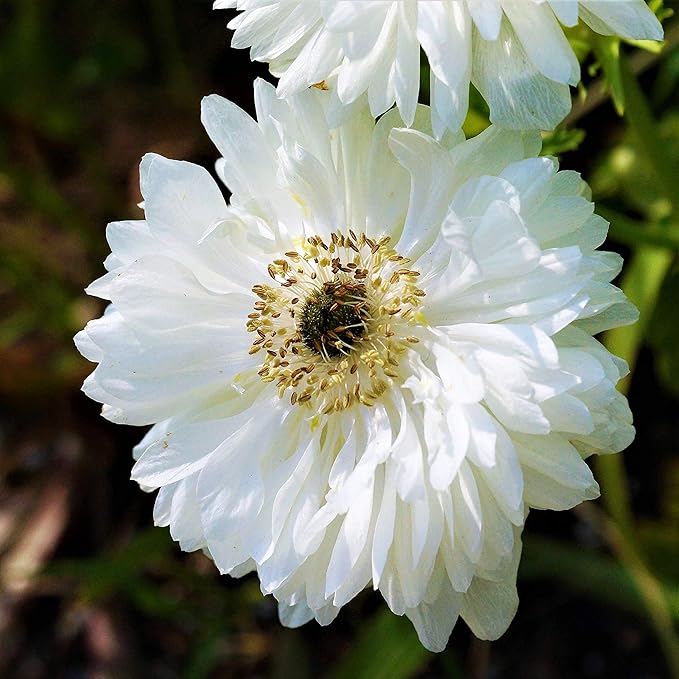 Easy to Grow Anemone Mount Everest 20 Plant Bulbs - Double White Flowers in Spring, Full Sun