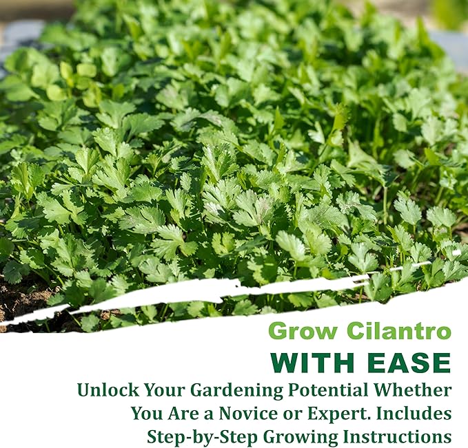 TKE Farms & Gardens - Cilantro Seeds for Planting, 150+ Non-GMO Heirloom Coriander Seeds, Slow Bolt for Long Harvest, Indoor or Outdoor Herb Garden, Easy Growing Instructions Included