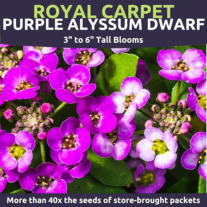 Alyssum Dwarf Purple – Royal Carpet – Large 1 Ounce Seed Packet – 68,000 Flower Seeds for Planting – Lobularia maritima