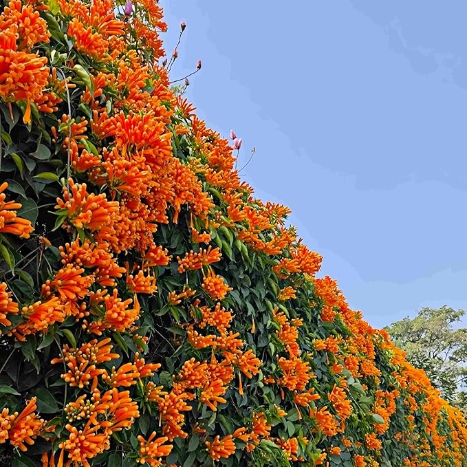 100 Count Pyrostegia Venusta Flower Seeds Firecracker Cigar Plant - Perennial Fast Climbing Vine, Long Flowering Season, Suitable for Home Gardens & Patios