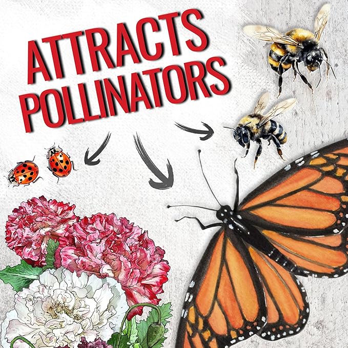 Seed Needs, Antique Shades Peony Poppy Seeds - 5,000 Heirloom Seeds for Planting Papaver paeoniflorum - Attracts Butterflies & Other Pollinators (2 Packs)