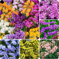 1000+ Perennial Limonium Statice Flower Seeds for Planting Non-GMO Heirloom Annual Limonium Cut Flower