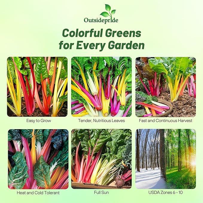 Outsidepride Mix Swiss Chard Seeds for Planting Vegetables & Microgreens - 1000 Pcs Vibrant, Tasty & Highly Nutritious Biennial Vegetable Seeds for Garden Beds, Borders, & Containers