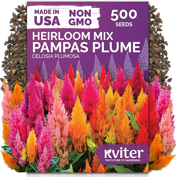KVITER 500 Mixed Pampas Plume Seeds for Planting (Celosia plumosa) – Celosia Flower Seeds, Silver Plumes Cockscomb – Non GMO Full Sun Flower Seed Packets for Home Garden, Containers, Flowers Beds