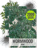 Seed Needs Wormwood Seeds for Planting - Non-GMO, Heirloom & Untreated Perennial Herb - Medicinal Herbs for Digestion & Gut Health (2 Packs)